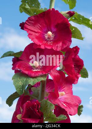 Dieser feine scharlachrote Rosenmallow zeigt jedes Jahr in unserem Garten eine schöne Show. Die Rosenmalbe (Hibiscus moscheutos) ist ein großer, schnell wachsender, kalter, winterharter Rel Stockfoto