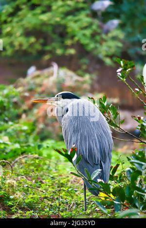 Graureiher sitzt an Land und ruht in der Sonne. Ein eleganter Jäger, der fast überall auf der Welt zu finden ist. Tierfoto eines Vogels aus der Natur Stockfoto