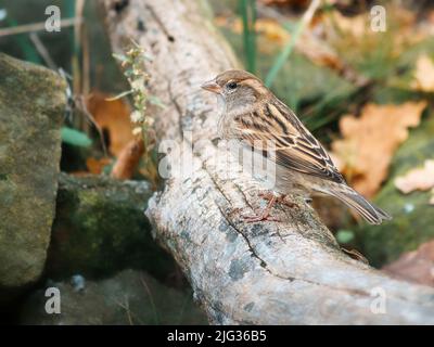 Sperling in berlin, hier ist er noch in großer Zahl zu finden. Seine Populationen sind weltweit rückläufig, meist in größeren Gruppen Stockfoto