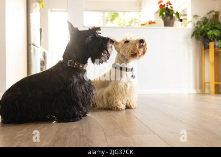 Schwarz-weiße schottische Terrier schauen nach oben, während sie zu Hause auf dem Hartholzboden sitzen Stockfoto