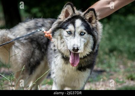 Schöne sibirische Husky in einem Naturpark mit seinem Besitzer, aus der Nähe Stockfoto