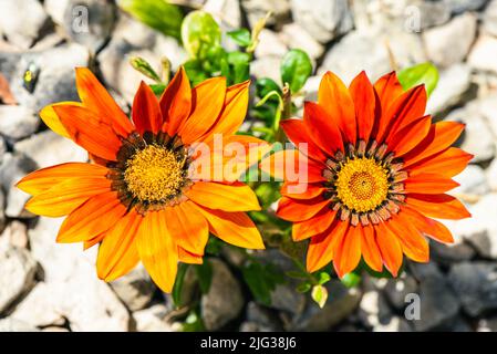 African Daisy, Osteospermum ecklonis, Asteraceae Stockfoto