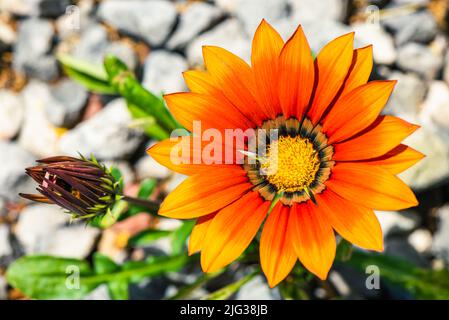 African Daisy, Osteospermum ecklonis, Asteraceae Stockfoto