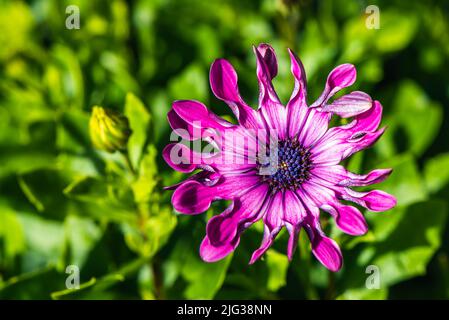 African Daisy, Osteospermum ecklonis, Asteraceae Stockfoto