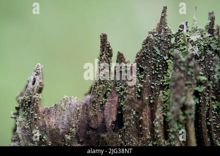 Alter gebrochener Baumstamm mit Moos und Flechten, die darauf wachsen Stockfoto