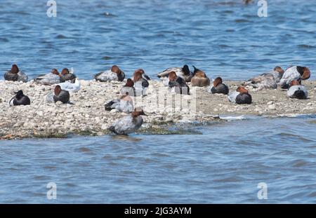 Enten, hauptsächlich pochard (Aythya ferina) und ein paar getuftete Enten (Aythya fuligula), die auf einer Insel brüten. Stockfoto