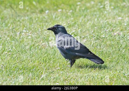 Dohlen (Corvus monedula) auf einem Rasen. Stockfoto