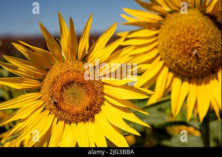 Biene auf Blume. Honigbiene bestäubt Sonnenblumenpflanze. Europäische Honigbiene. APIs mellifera auf Helianthus annuus. Schönheit in der Natur. Stockfoto