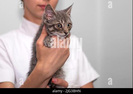 Kätzchen in den Händen eines Tierarztes. Arzt Tierarzt mit Katze. Person, die ein schönes, schönes Kätzchen hält Stockfoto