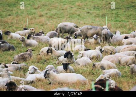 Schaffarm, Schafherde ruht und grast im grünen Feld. Stockfoto