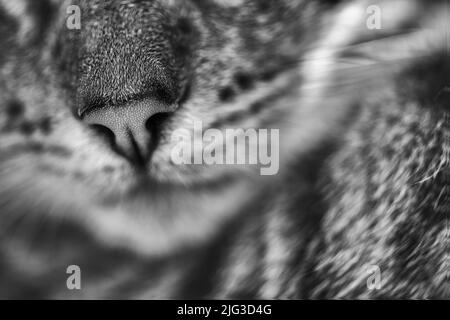 Schwarzweiß-Nahaufnahme einer Hauskatze. Stockfoto