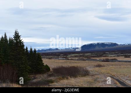 Schlichter und immergrüner Wald. Schneebedeckte Berge in der Ferne Stockfoto