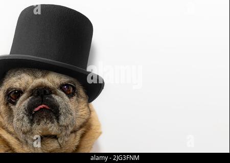 Nahaufnahme eines alten Moorhundes in schwarzem Hut. Süßer Moorhund. Mops schaut traurig auf die Kamera auf weißem Hintergrund Stockfoto