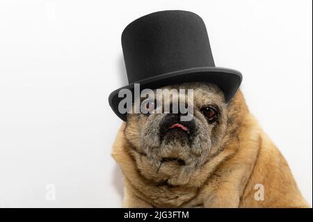 Nahaufnahme eines alten Moorhundes in schwarzem Hut. Süßer Moorhund. Mops schaut traurig auf die Kamera auf weißem Hintergrund Stockfoto