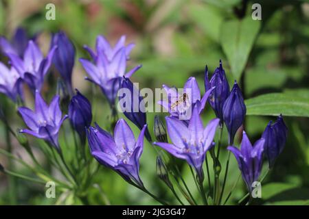 Hoverfly mit Besuch der violetten Triteneia-Blumen an einem sonnigen Tag Stockfoto