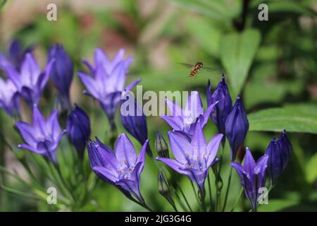 Hoverfly mit Besuch der violetten Triteneia-Blumen an einem sonnigen Tag Stockfoto