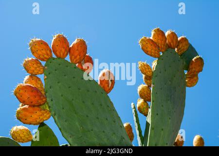 Opuntia Ficus Indica, die Kaktusbirne. Reife orange und gelbe Früchte des Kaktus und grüne dicke Blätter mit Nadeln. Eine Kaktusart mit essbarem f Stockfoto