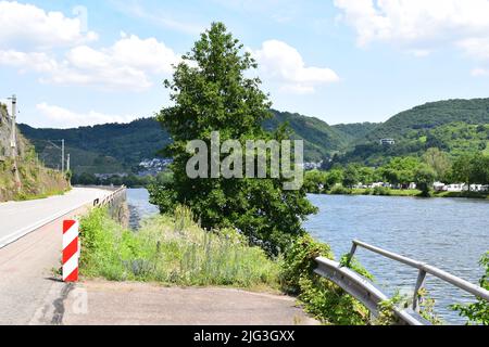 Wildnis am Straßenrand im Moseltal Stockfoto