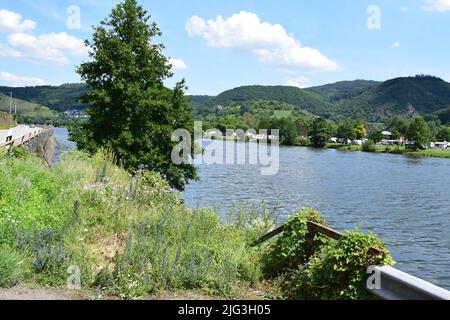 Wildnis am Straßenrand im Moseltal Stockfoto