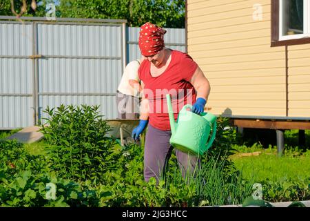 Eine ältere Frau in einem Schal bewässert an einem sonnigen Tag aus einer Gießkannen mit Gemüse und Blumen im Garten. Stockfoto