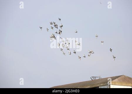 Taubenschwarm, der auf dem Dach des Turms fliegt Stockfoto