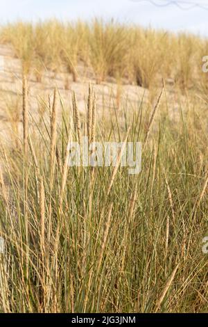 Dünengras als Schutz für die Düne und auch Lebensraum für Tiere und Insekten im Sommer. Stockfoto