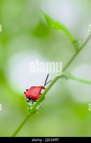 Rotkopfkäfer, Pyrochroa serraticornis, auf Einem grünen Stamm, New Forest UK Stockfoto