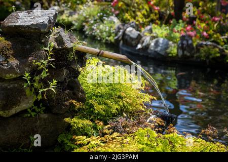 Kleiner Teich im tropischen Garten Funchal Stockfoto