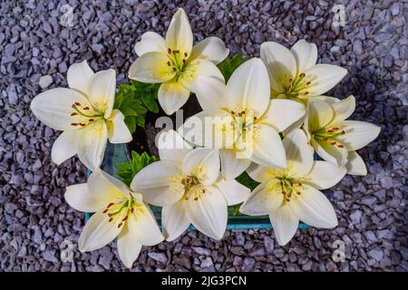 Gelbe Lilien in voller Sommerblüte Stockfoto