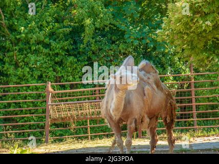 Vergießen eines zweibumpigen Kamels. Zoo in Bojnice, Slowakei. Stockfoto