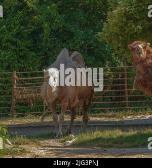 Vergießen eines zweibumpigen Kamels. Zoo in Bojnice, Slowakei. Stockfoto