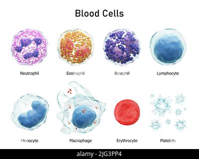 Blutzellen Serie . Neutrophile Eosinophile Basophile Lymphozyten Monozyten Makrophagen Erythrozyten und Thrombozyten . Transparentes Material Design . Ist Stockfoto