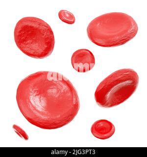 Rote Blutkörperchen . Isolierter weißer Hintergrund . 3D Rendering . Stockfoto