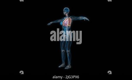 Menschlicher weiblicher Körper Lunge 3D Hologramm. 3D Abbildung Stockfoto