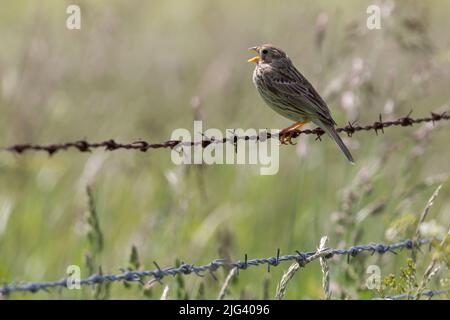 Maisämmer singen offenen Schnabel (miliaria calanra) große streifige braune Äune stout Schnabel rosa Beine auf Stacheldraht auf Ackerland thront Stockfoto