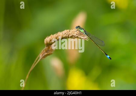 Blauschwänzige Damselfliege (ischnura elegans), juveniles Männchen in Ruhe mit schwarzem Abdomen über gelb unter dem Segment acht himmelblau und Thorax grün und schwarz Stockfoto