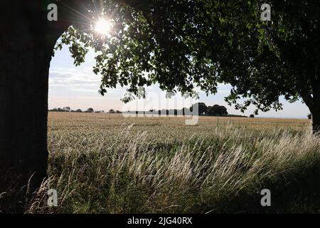 Blick über ein sonnenbeschienes Kornfeld, eingerahmt von den Laubzweigen eines Baumes und dessen Stamm und mit sonnenbeschienenen Grashalmen im Vordergrund Stockfoto