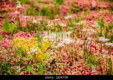 Nahaufnahme eines bewachsenen Daches mit Sedum in Grün-, Gelb-, Weiß- und Rottönen Stockfoto