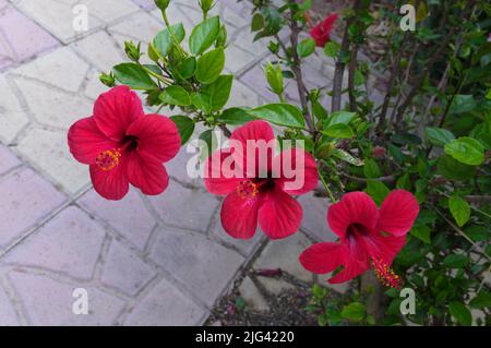 Drei rote Hibiskusblüten. Tilos, Griechenland, Mai 2022. Hibiscus rosa-sinensis. Stockfoto