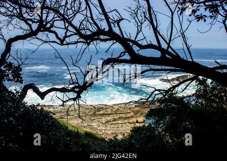 Silhouette von Zweigen mit dem azurblauen südlichen Indischen Ozean, aus den Wäldern des Garden Route National Park, Südafrika. Stockfoto