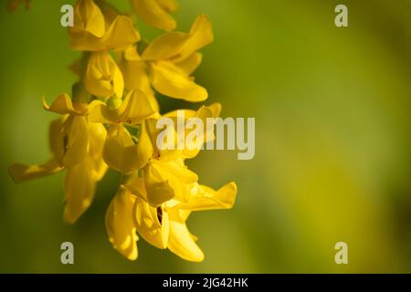 Goldene Kette Baum Zweig auf grünem Hintergrund Stockfoto