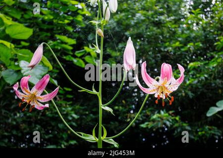 Große Trauben von purpurrosa Blüten mit rekurvigen Blütenblättern von Lilium Martagon oder Turks Mützenlilie, in Blüte, die im Sommer in einem Garten in Surrey wächst Stockfoto