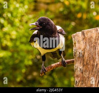 Elster Stockfoto