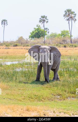 African Bush Elephant (Loxodonta africana) in der Nähe des Sandibe Camp, neben dem Moremi Game Reserve, Okavango Delta, Botswana, Südafrika Stockfoto