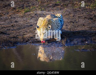 Ein Leopard (Panthera pardus), der aus einem Wasserloch, Sandibe Camp, beim Moremi Game Reserve, Okavango Delta, Botswana, südliches Afrika, Wasser spießt Stockfoto