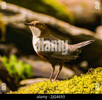 Dipper Stockfoto