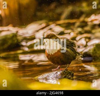 Dipper Stockfoto