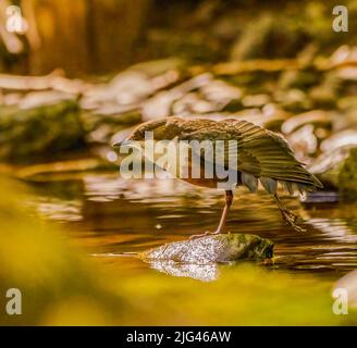 Dipper Stockfoto