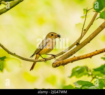 Weiblicher Gartenrotschwanz Stockfoto