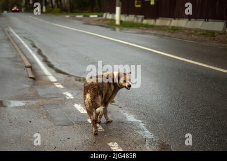 Wütender Hund auf der Straße. Streunender Hund wartet darauf, dass das Auto angreift. Verlassene Tiere. Hundetollwut. Stockfoto